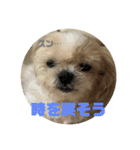 シーズー犬「ミッキー」の日常スタンプ（個別スタンプ：32）