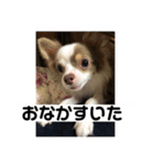 家族だいすきろみおくん（個別スタンプ：1）