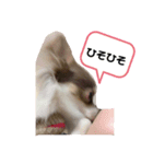家族だいすきろみおくん（個別スタンプ：3）