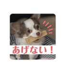 家族だいすきろみおくん（個別スタンプ：6）