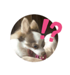 家族だいすきろみおくん（個別スタンプ：7）