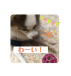 家族だいすきろみおくん（個別スタンプ：8）