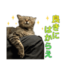 キジトラ猫 強がりココの日常スタンプ.ver1（個別スタンプ：1）
