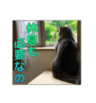 キジトラ猫 強がりココの日常スタンプ.ver1（個別スタンプ：2）