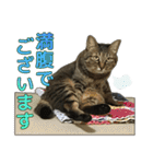 キジトラ猫 強がりココの日常スタンプ.ver1（個別スタンプ：3）
