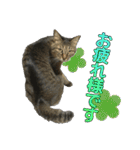 キジトラ猫 強がりココの日常スタンプ.ver1（個別スタンプ：4）