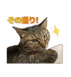 キジトラ猫 強がりココの日常スタンプ.ver1（個別スタンプ：5）