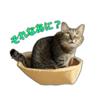 キジトラ猫 強がりココの日常スタンプ.ver1（個別スタンプ：7）