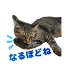 キジトラ猫 強がりココの日常スタンプ.ver1（個別スタンプ：8）