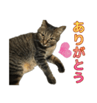 キジトラ猫 強がりココの日常スタンプ.ver1（個別スタンプ：9）