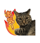キジトラ猫 強がりココの日常スタンプ.ver1（個別スタンプ：11）