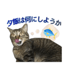 キジトラ猫 強がりココの日常スタンプ.ver1（個別スタンプ：12）