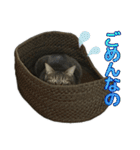 キジトラ猫 強がりココの日常スタンプ.ver1（個別スタンプ：13）