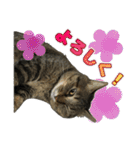 キジトラ猫 強がりココの日常スタンプ.ver1（個別スタンプ：14）