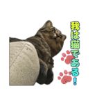 キジトラ猫 強がりココの日常スタンプ.ver1（個別スタンプ：15）