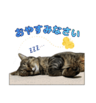 キジトラ猫 強がりココの日常スタンプ.ver1（個別スタンプ：16）