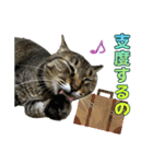キジトラ猫 強がりココの日常スタンプ.ver1（個別スタンプ：19）