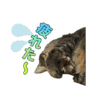 キジトラ猫 強がりココの日常スタンプ.ver1（個別スタンプ：20）