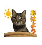 キジトラ猫 強がりココの日常スタンプ.ver1（個別スタンプ：21）