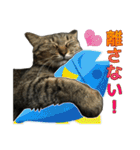 キジトラ猫 強がりココの日常スタンプ.ver1（個別スタンプ：22）