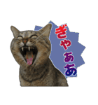 キジトラ猫 強がりココの日常スタンプ.ver1（個別スタンプ：24）