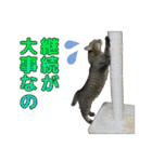 キジトラ猫 強がりココの日常スタンプ.ver1（個別スタンプ：25）