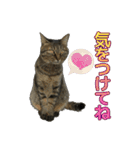 キジトラ猫 強がりココの日常スタンプ.ver1（個別スタンプ：26）