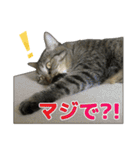 キジトラ猫 強がりココの日常スタンプ.ver1（個別スタンプ：27）