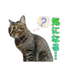 キジトラ猫 強がりココの日常スタンプ.ver1（個別スタンプ：28）