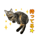 キジトラ猫 強がりココの日常スタンプ.ver1（個別スタンプ：29）
