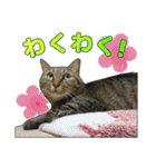 キジトラ猫 強がりココの日常スタンプ.ver1（個別スタンプ：30）