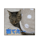 キジトラ猫 強がりココの日常スタンプ.ver1（個別スタンプ：32）