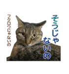 キジトラ猫 強がりココの日常スタンプ.ver1（個別スタンプ：33）