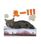 キジトラ猫 強がりココの日常スタンプ.ver1（個別スタンプ：34）