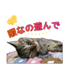 キジトラ猫 強がりココの日常スタンプ.ver1（個別スタンプ：35）