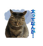 キジトラ猫 強がりココの日常スタンプ.ver1（個別スタンプ：36）