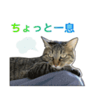 キジトラ猫 強がりココの日常スタンプ.ver1（個別スタンプ：37）
