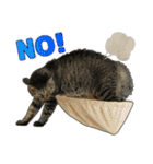 キジトラ猫 強がりココの日常スタンプ.ver1（個別スタンプ：40）