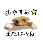 ねこさんのスタンプ【撮影者まいえむ】（個別スタンプ：6）