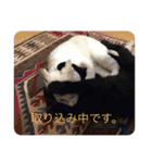 アズキとダイズ(マメズ)の豆なスタンプ（個別スタンプ：12）