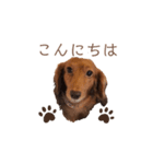 ダックスわんこの日常生活（個別スタンプ：1）
