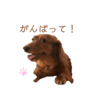 ダックスわんこの日常生活（個別スタンプ：5）