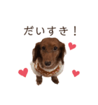 ダックスわんこの日常生活（個別スタンプ：8）