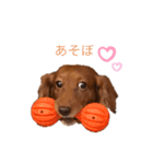 ダックスわんこの日常生活（個別スタンプ：10）