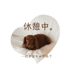 ダックスわんこの日常生活（個別スタンプ：13）