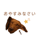 ダックスわんこの日常生活（個別スタンプ：15）