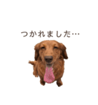 ダックスわんこの日常生活（個別スタンプ：23）