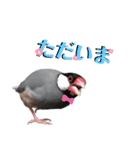 文鳥ズ②（個別スタンプ：3）