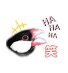 文鳥ズ②（個別スタンプ：4）