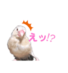 文鳥ズ②（個別スタンプ：7）